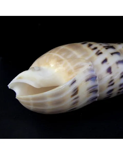 Terebra Oxymeris Maculata