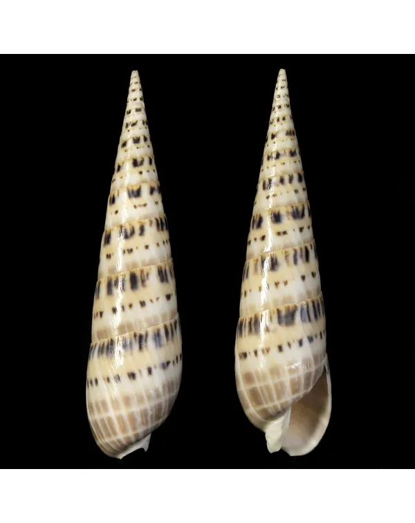 Terebra Oxymeris Maculata