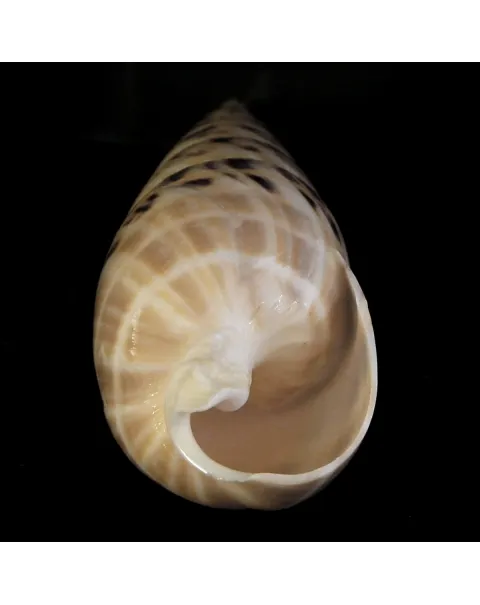 Terebra Oxymeris Maculata