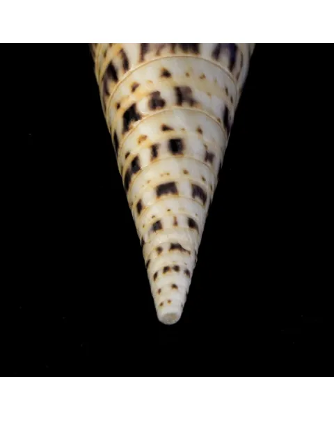 Terebra Oxymeris Maculata