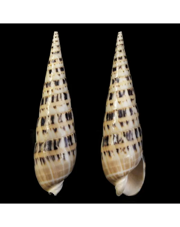 Terebra Oxymeris Maculata
