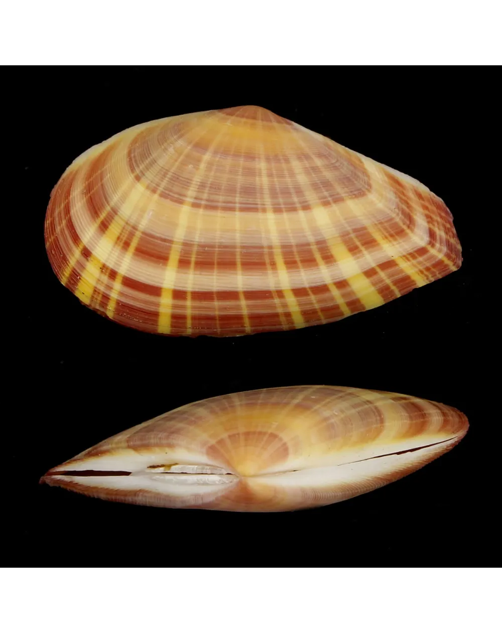 Tellinella Cruciata