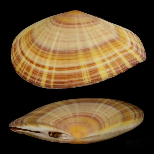 Tellinella Cruciata