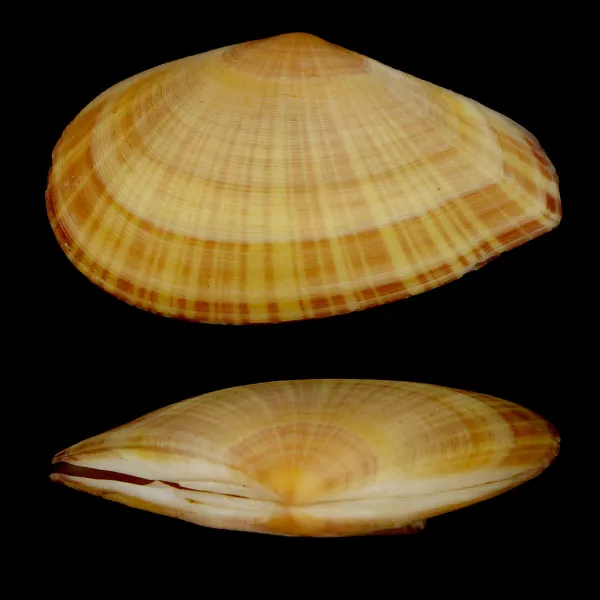 Tellinella Cruciata