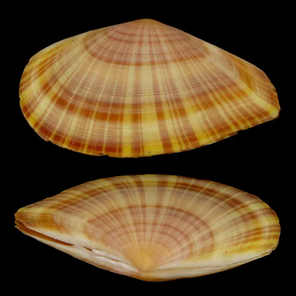 Tellinella Cruciata