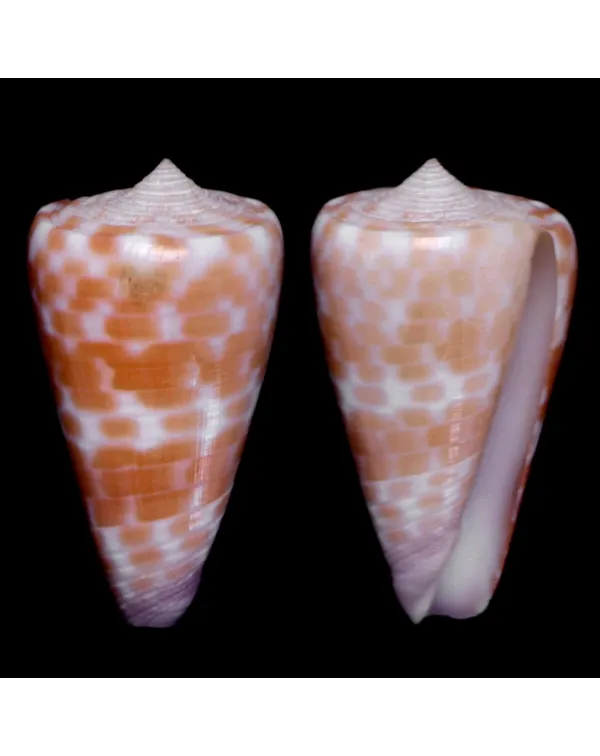 Tesselliconus Tessulatus