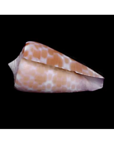 Tesselliconus Tessulatus
