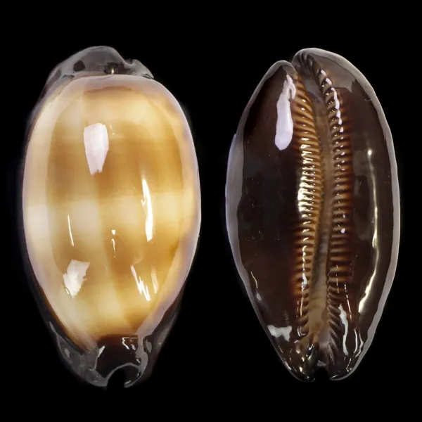 Talparia talpa talpa f. Saturata