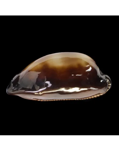 Talparia talpa talpa f. Saturata