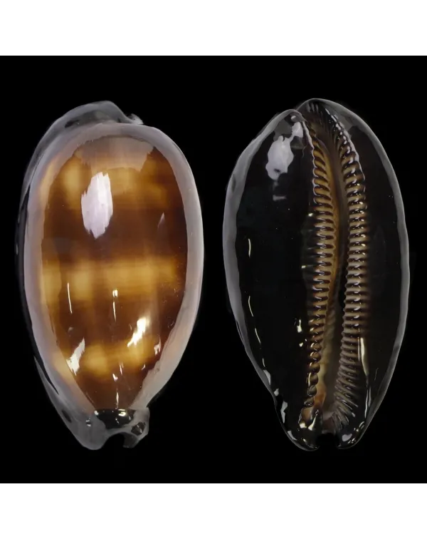 Talparia talpa talpa f. Saturata