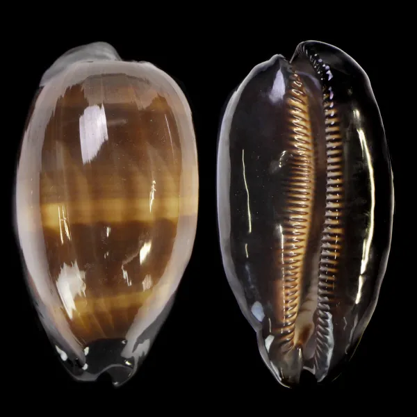 Talparia talpa talpa f. Saturata
