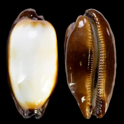 Talparia Talpa Albinos