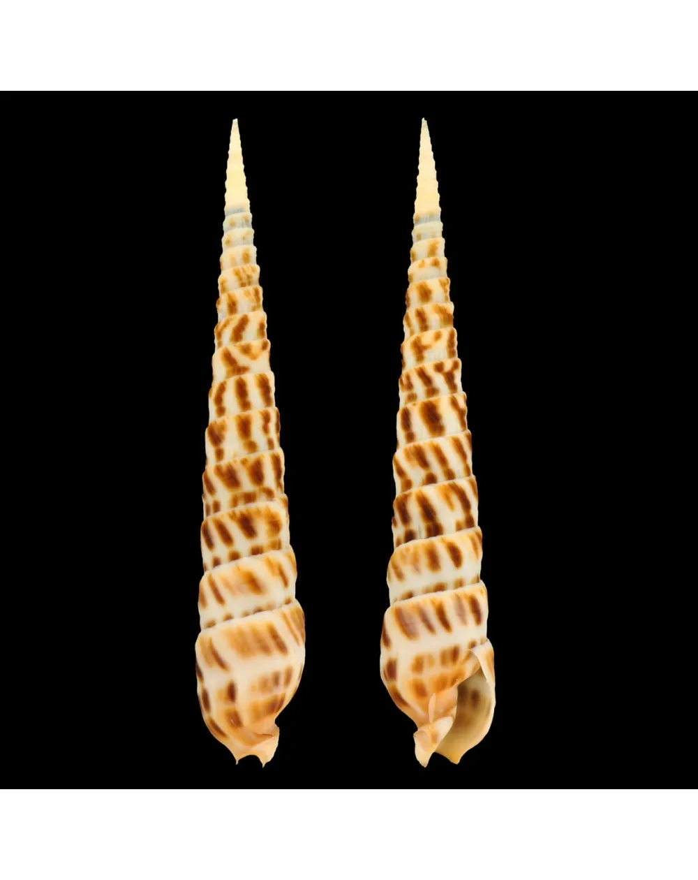 Terebra Taurina