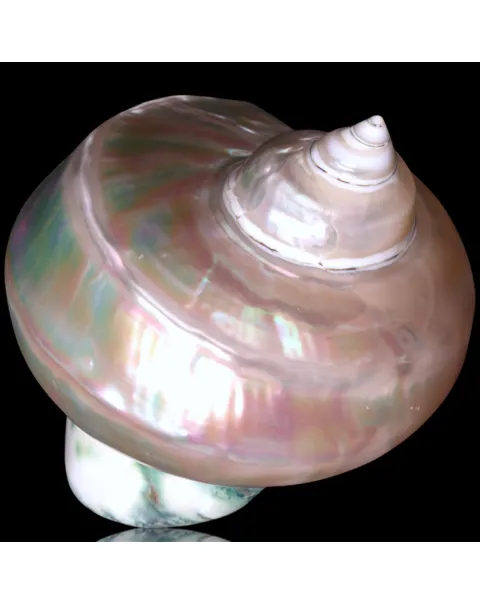 Conchiglia in Madreperla – Turbo Marmoratus.
