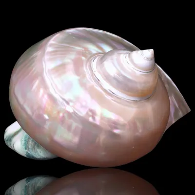 Conchiglia in Madreperla – Turbo Marmoratus.