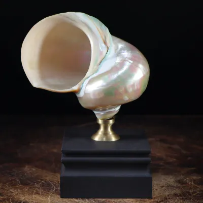Turbo Marmoratus