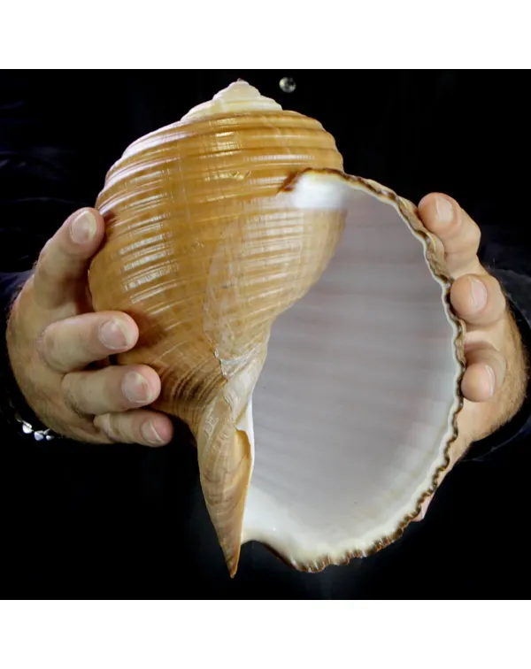 Tonna Zonata