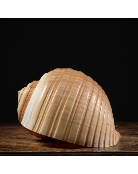 Tonna Zonata