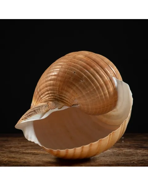 Tonna Zonata