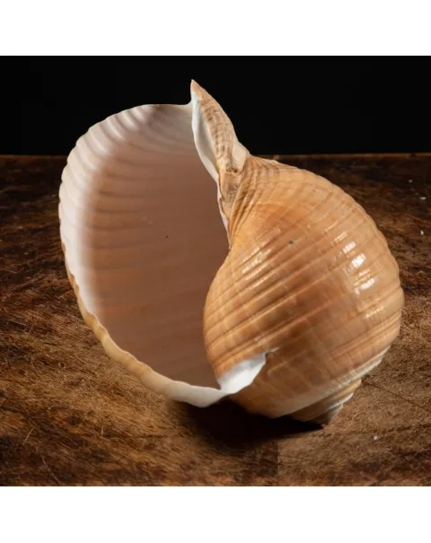 Tonna Zonata