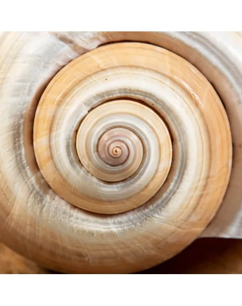 Tonna Zonata