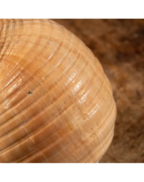 Tonna Zonata