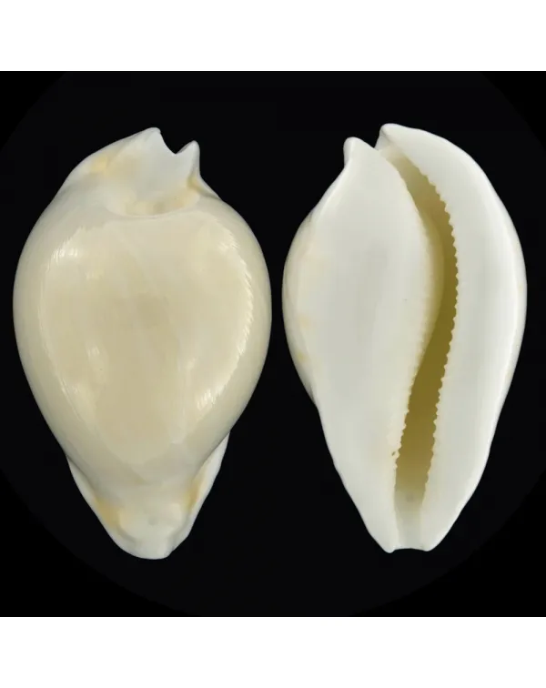 Umbilia Hesitata Hesitata f. Howelli