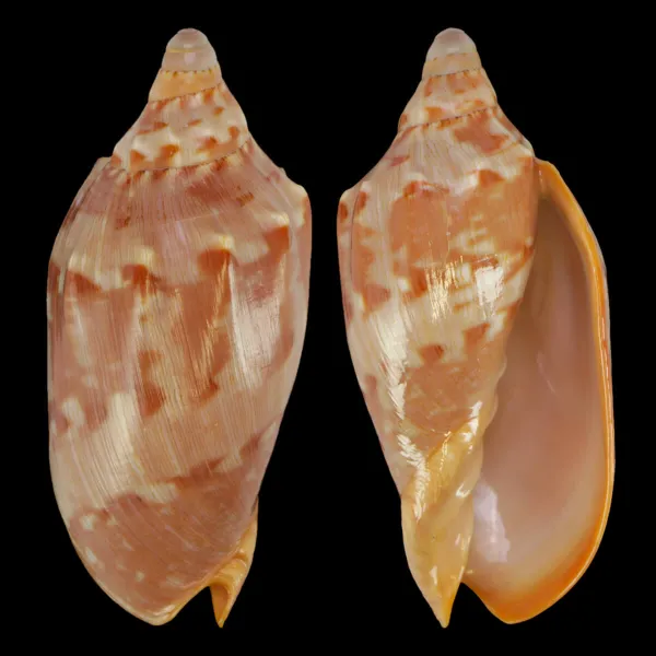 Cymbiola Aulica Red