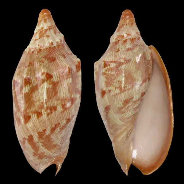 Cymbiola Aulica f. Palawanica
