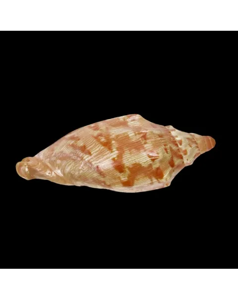 Cymbiola Aulica f. Palawanica