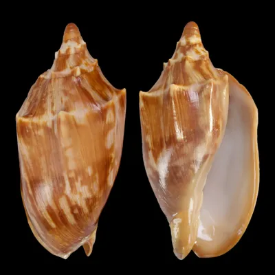 Cymbiola Aulica