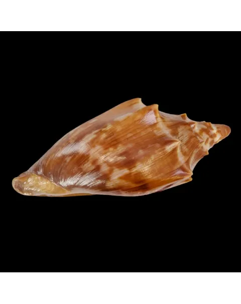 Cymbiola Aulica