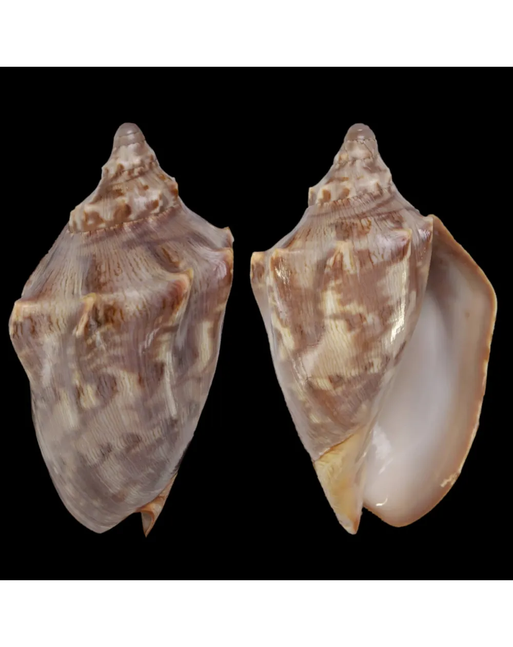 Cymbiola Aulica