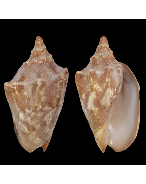 Cymbiola Aulica