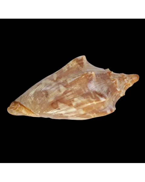 Cymbiola Aulica