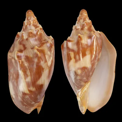 Cymbiola Aulica