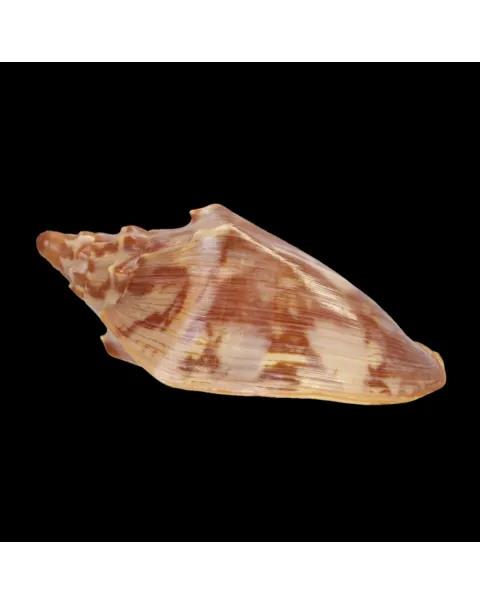 Cymbiola Aulica