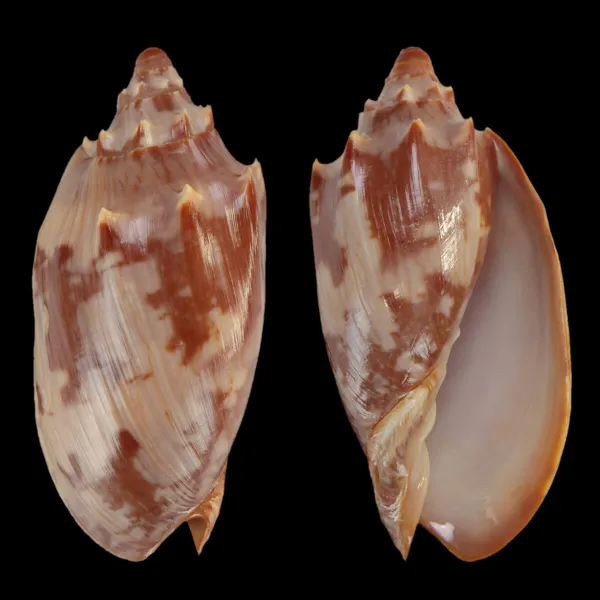 Cymbiola Aulica