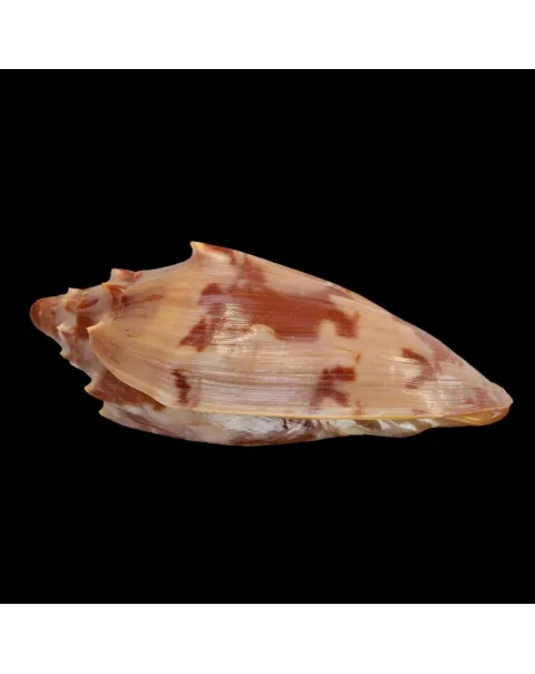 Cymbiola Aulica