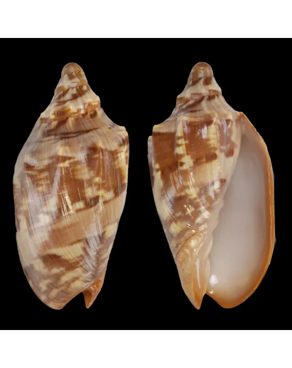 Cymbiola Aulica