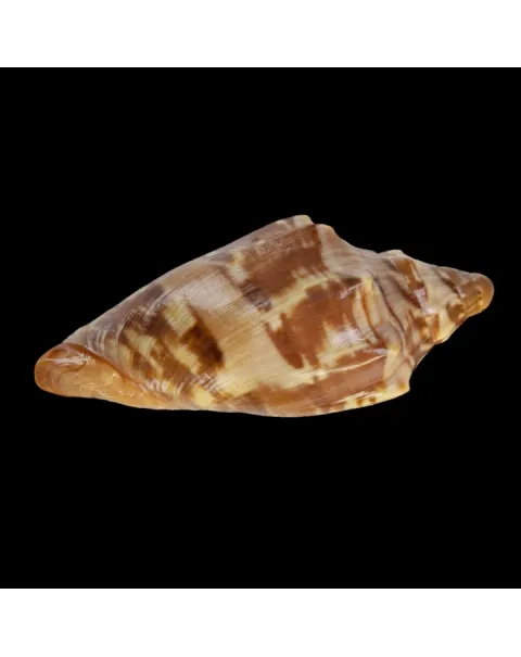 Cymbiola Aulica