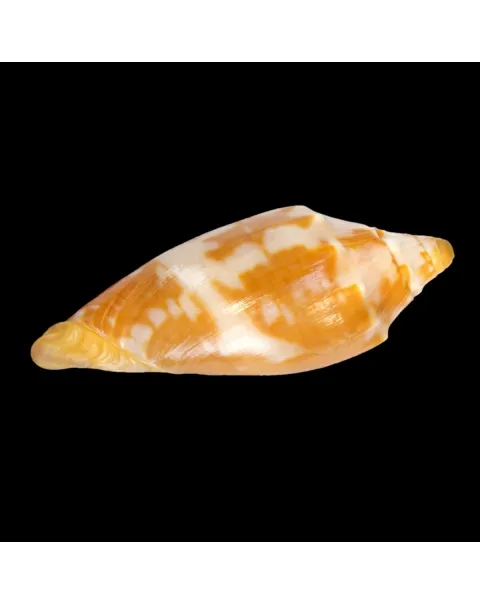 Cymbiola Aulica f. Palawanica