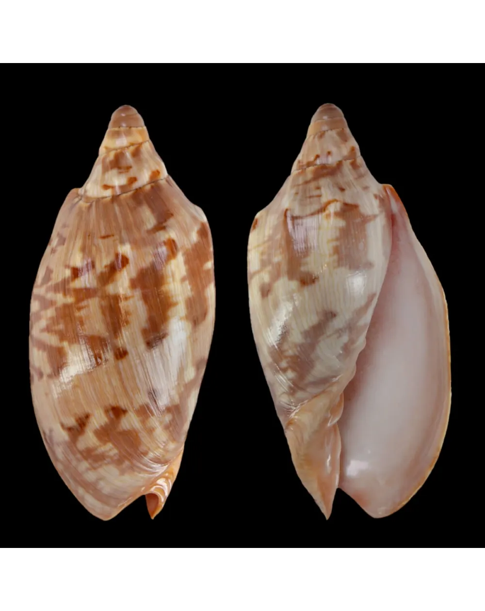 Cymbiola Aulica f. Palawanica