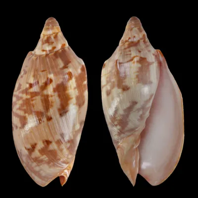 Cymbiola Aulica f. Palawanica