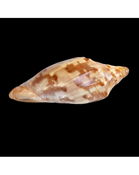 Cymbiola Aulica f. Palawanica
