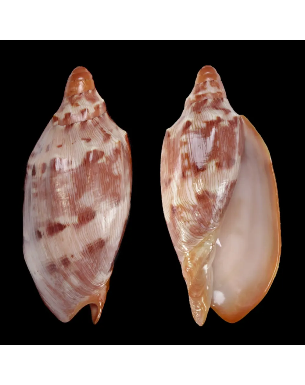Cymbiola Aulica f. Palawanica