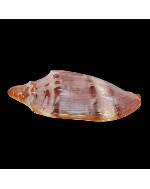 Cymbiola Aulica f. Palawanica