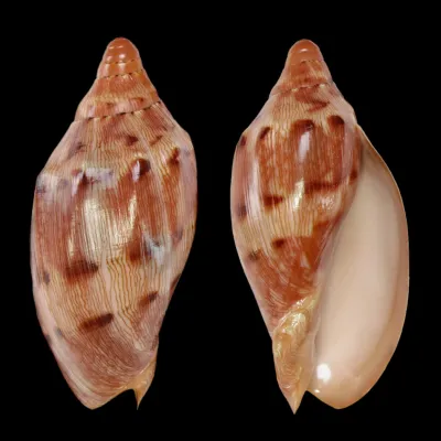 Cymbiola Aulica f. Palawanica