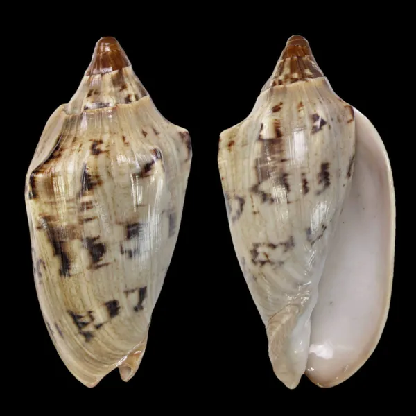 Cymbiola Aulica f. Cathcartiae