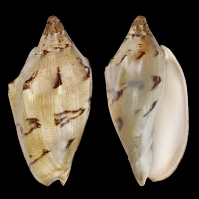 Cymbiola Aulica f. Cathcartiae